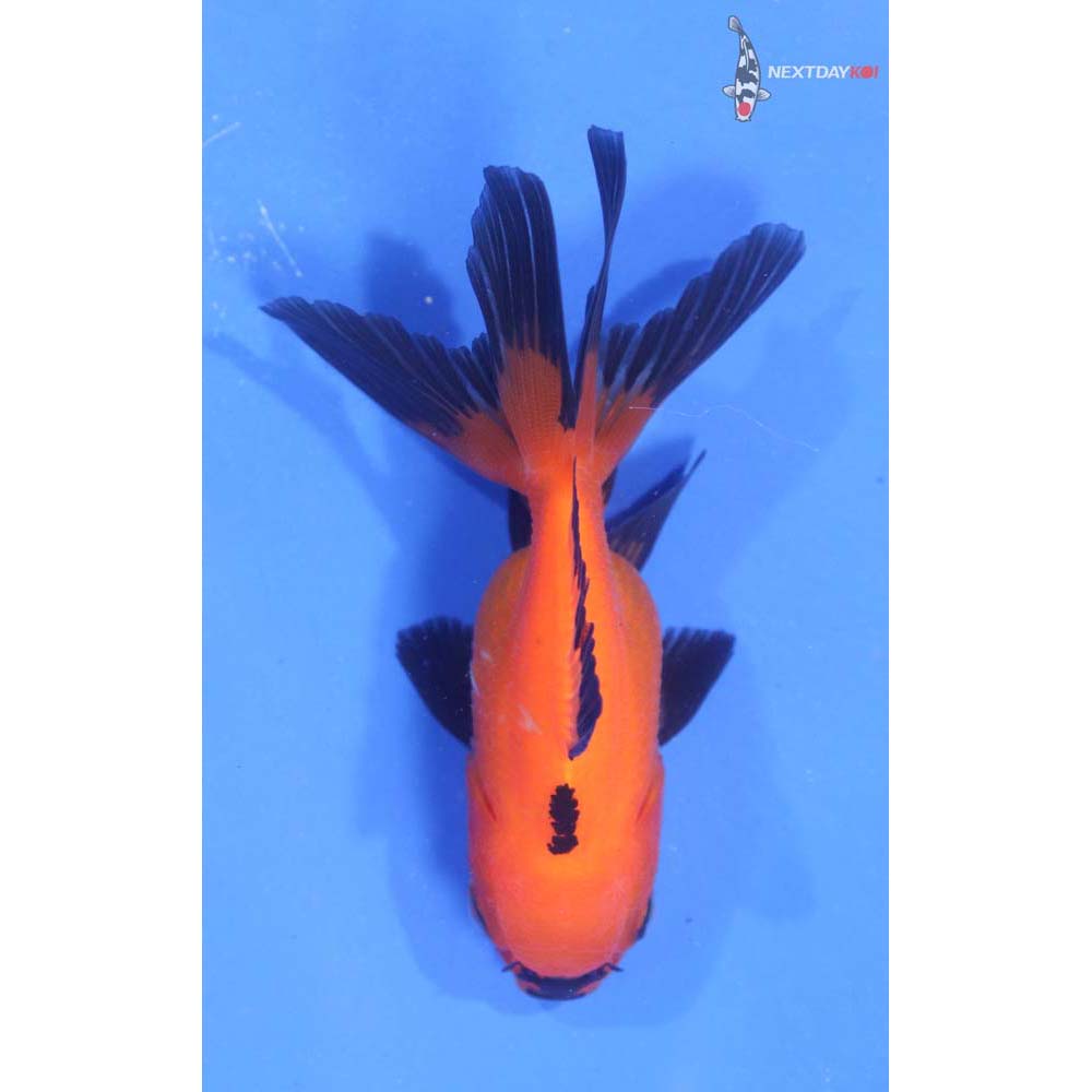 3” Imported Red and Black Oranda