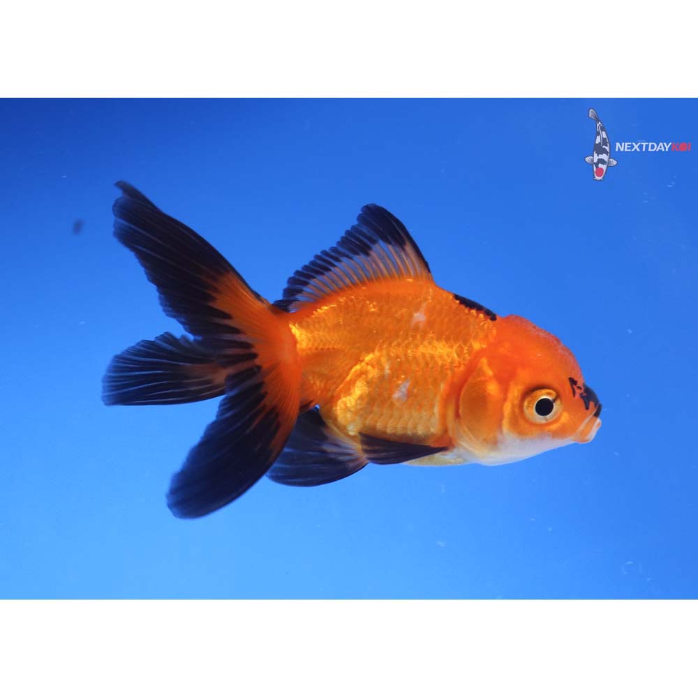 3” Imported Red and Black Oranda