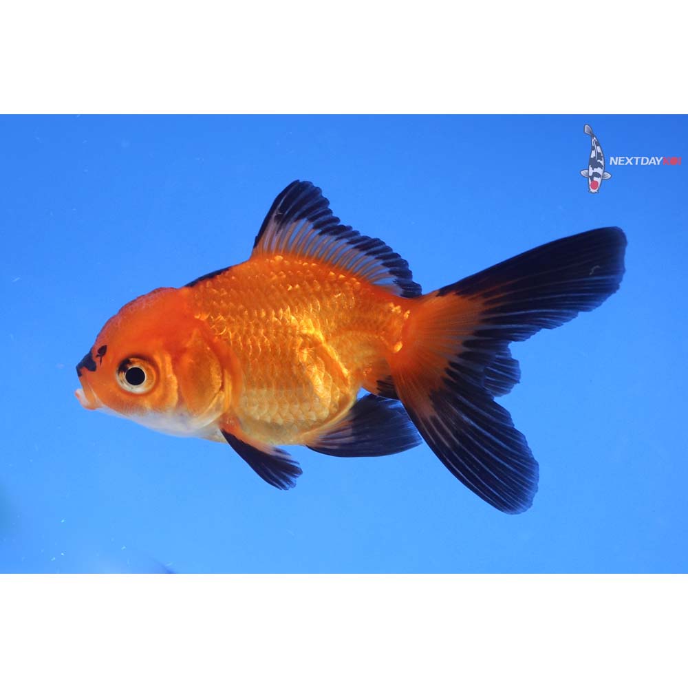 3” Imported Red and Black Oranda