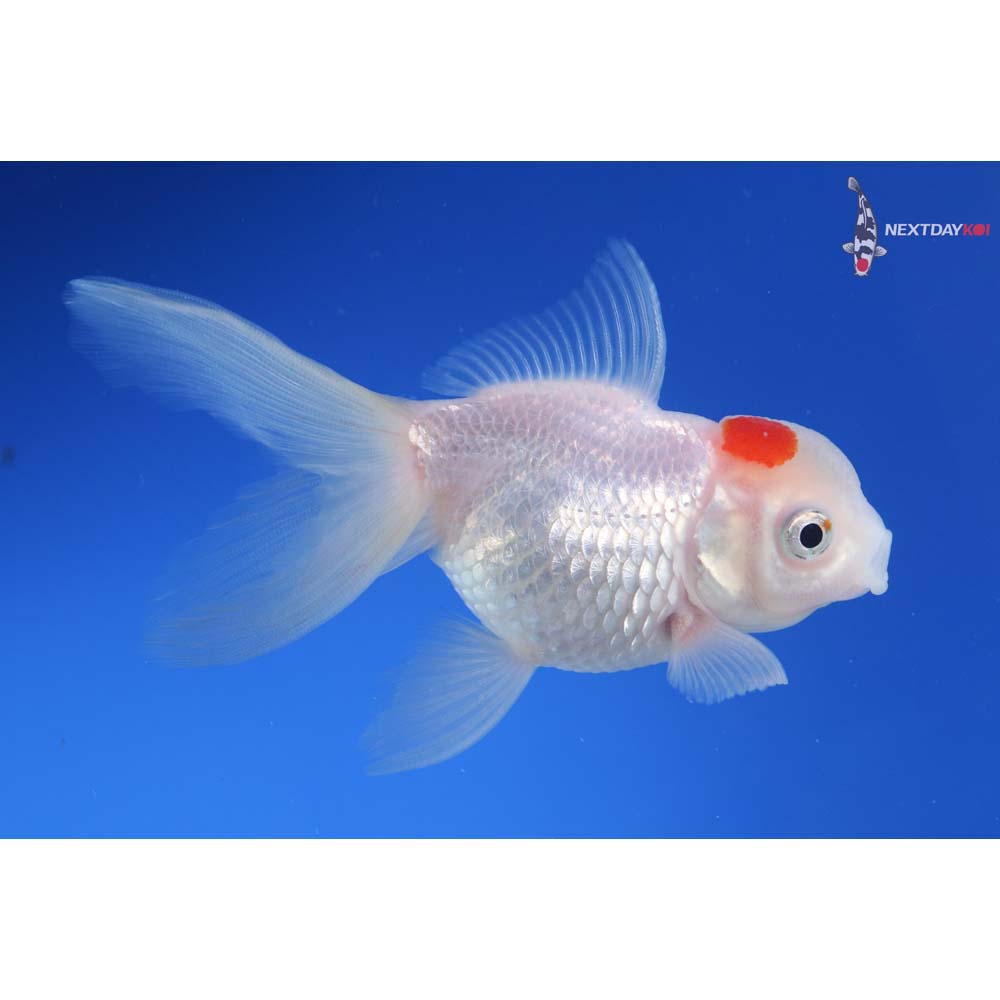 4” Red and White Oranda