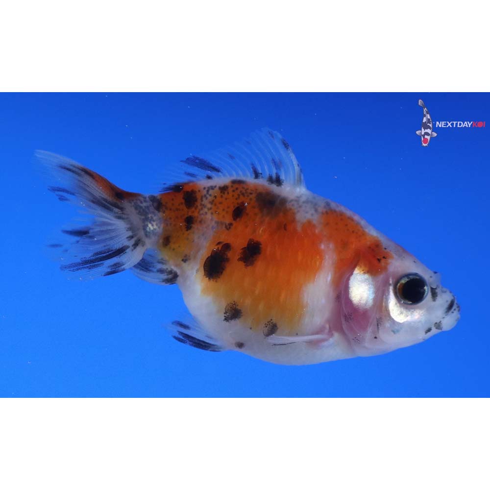 2” Imported Calico Pearlscale