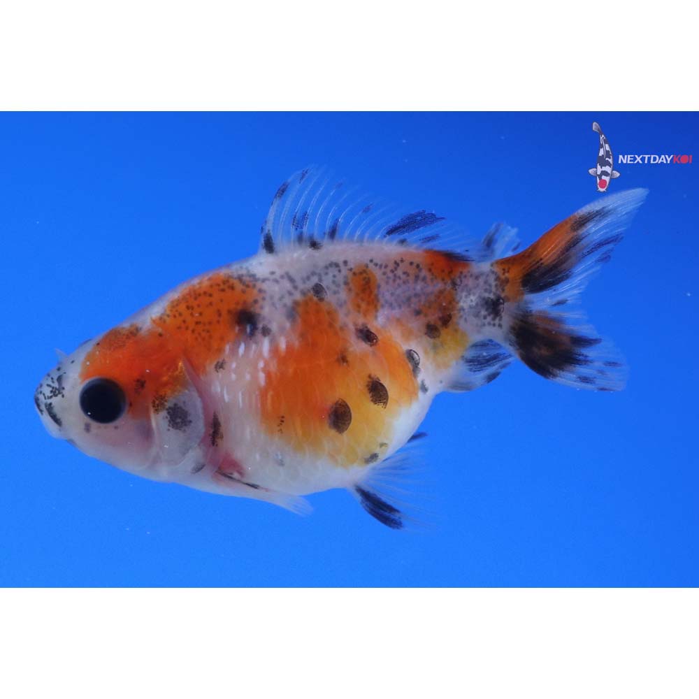 2” Imported Calico Pearlscale