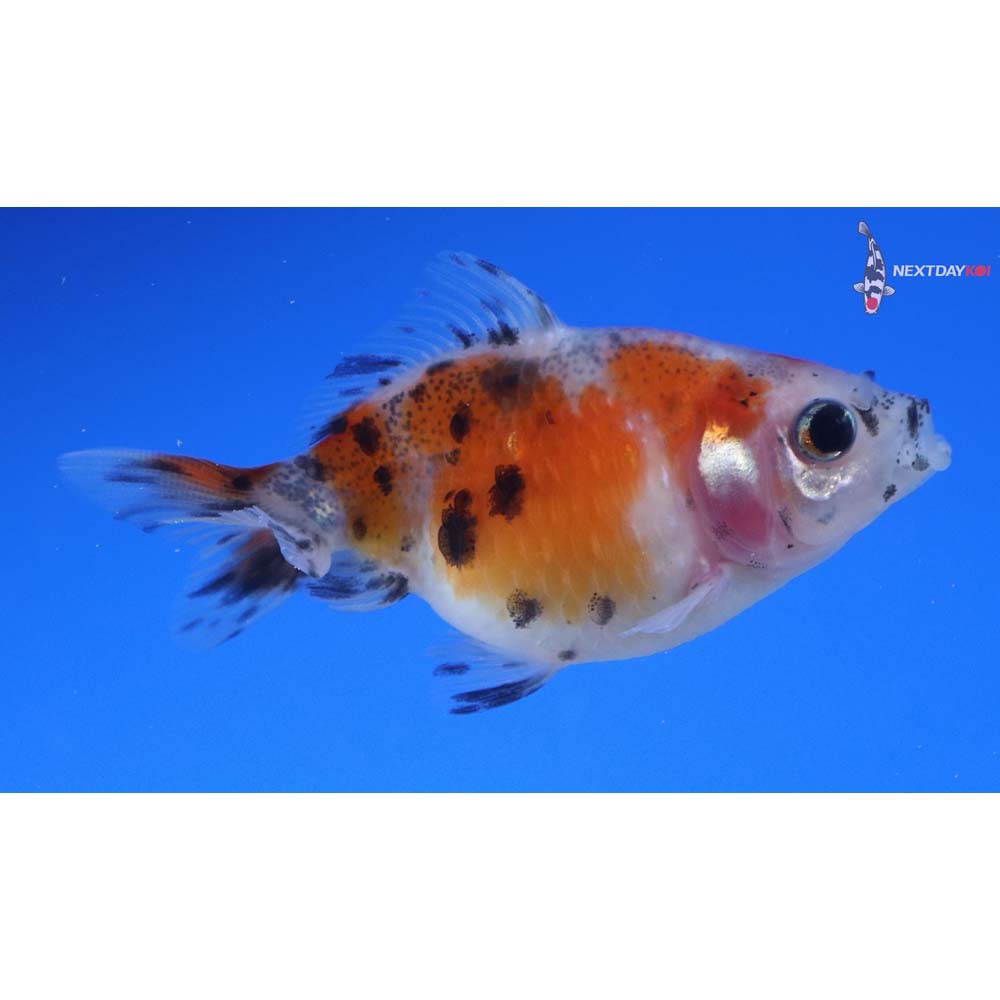 2” Imported Calico Pearlscale