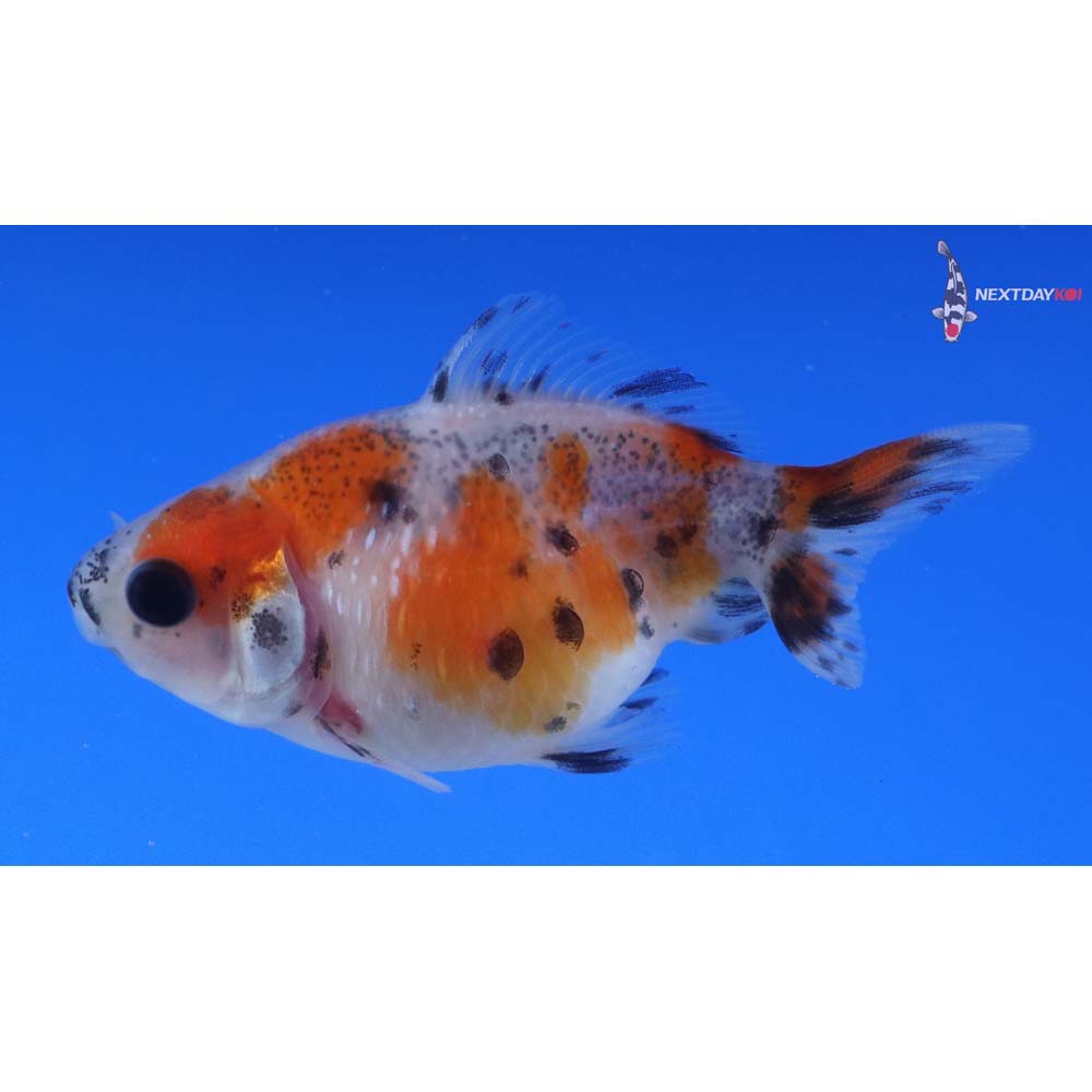2” Imported Calico Pearlscale