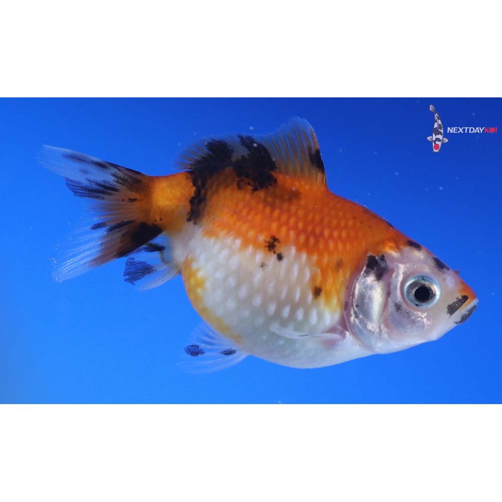 2.5” Imported Calico Pearlscale