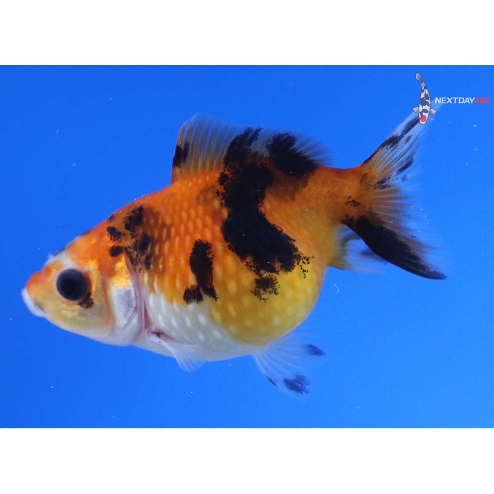 2.5” Imported Calico Pearlscale