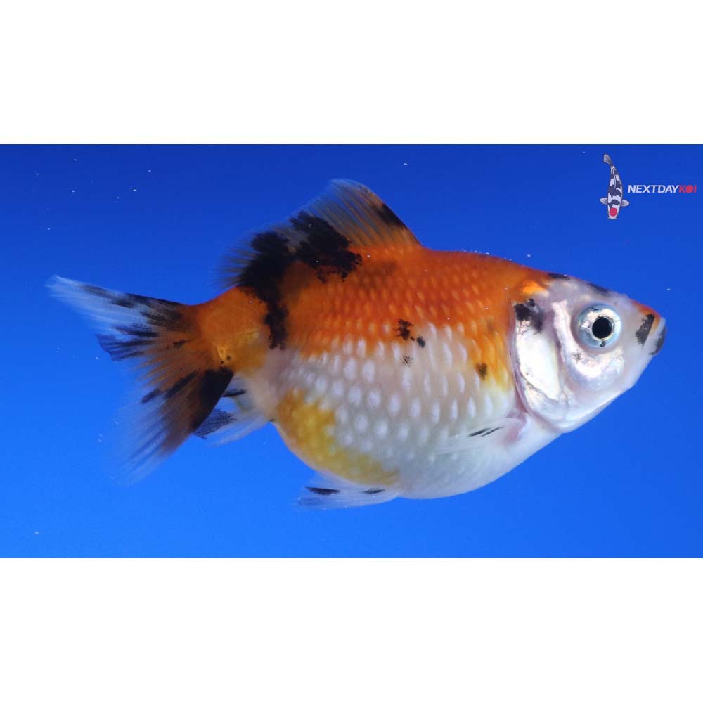 2.5” Imported Calico Pearlscale