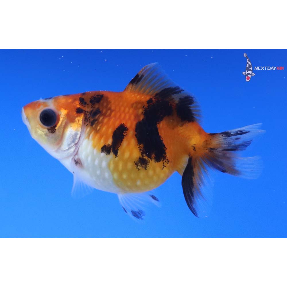 2.5” Imported Calico Pearlscale