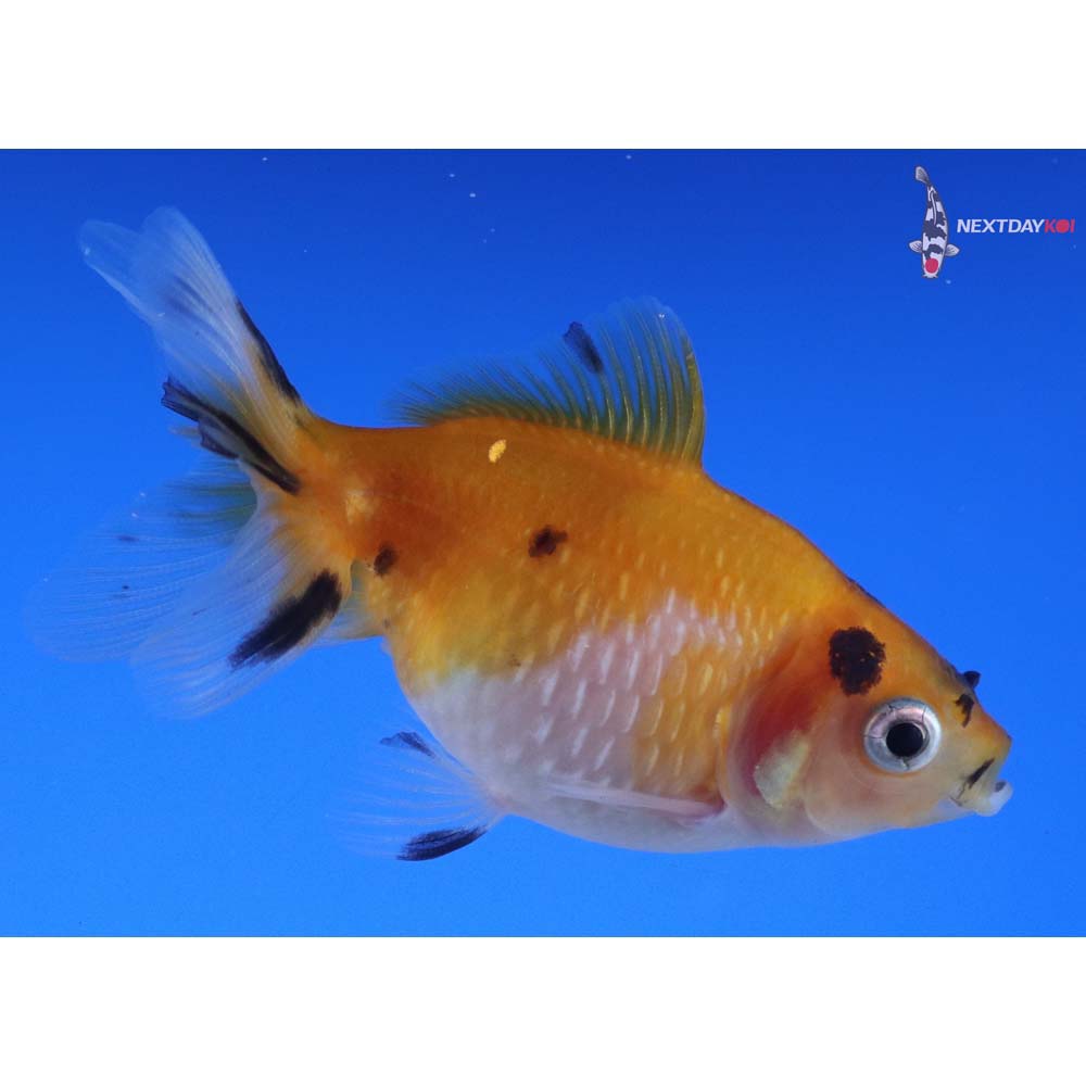 2.5” Imported Calico Pearlscale