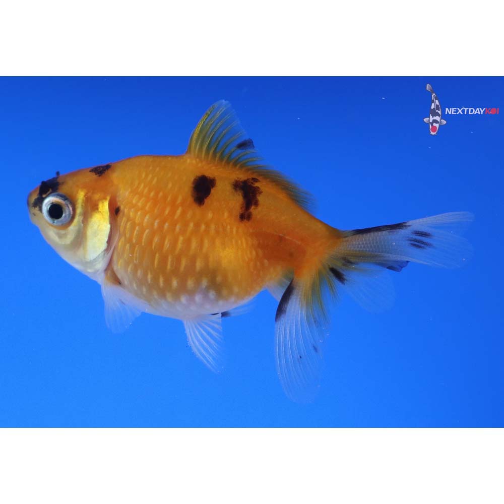 2.5” Imported Calico Pearlscale