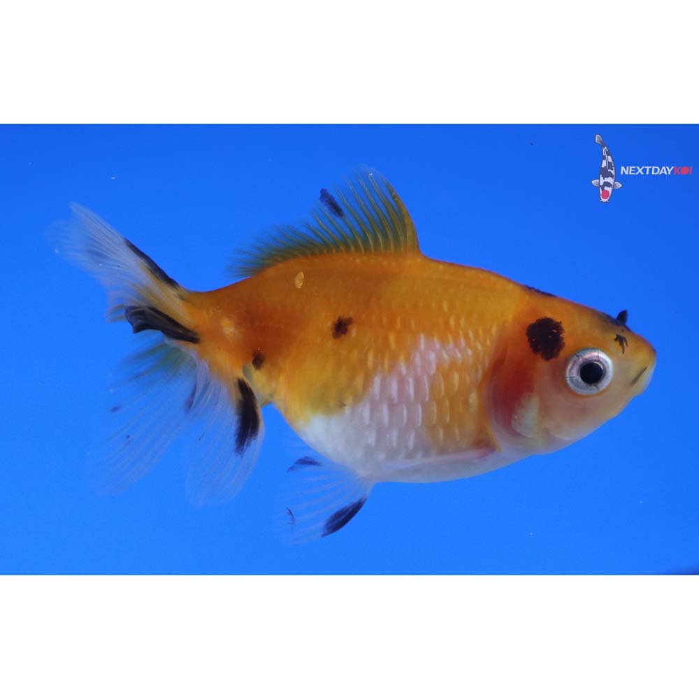 2.5” Imported Calico Pearlscale