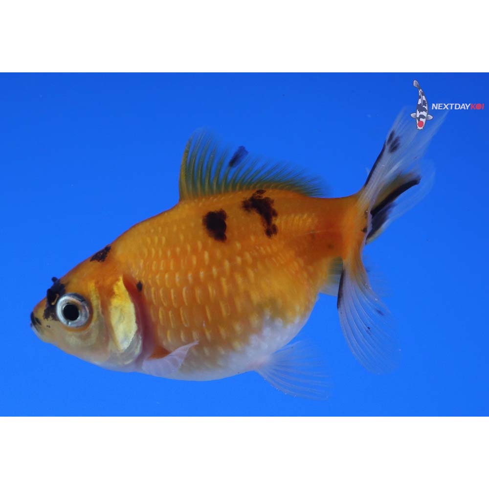 2.5” Imported Calico Pearlscale