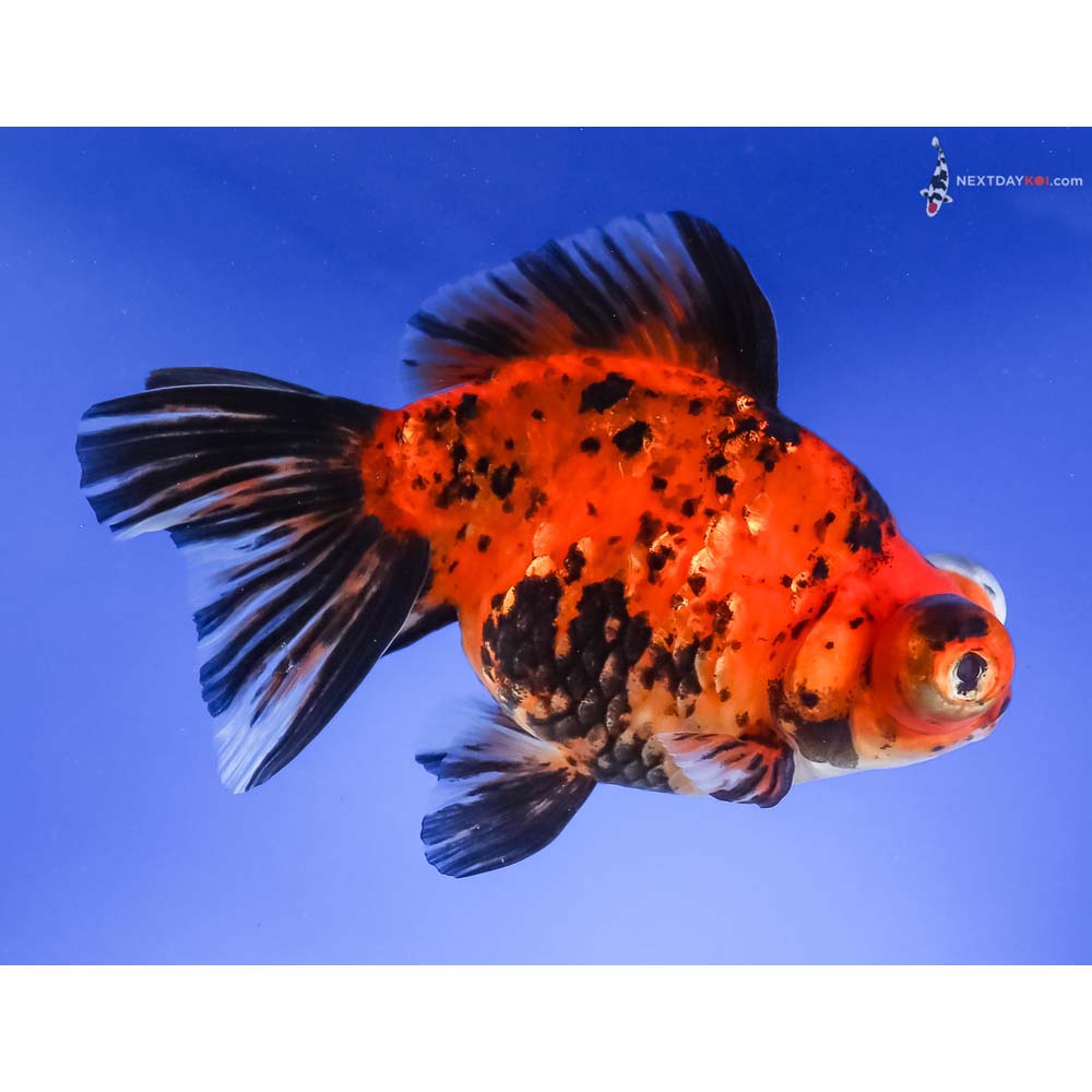 5” Imported Calico Telescope Fantail