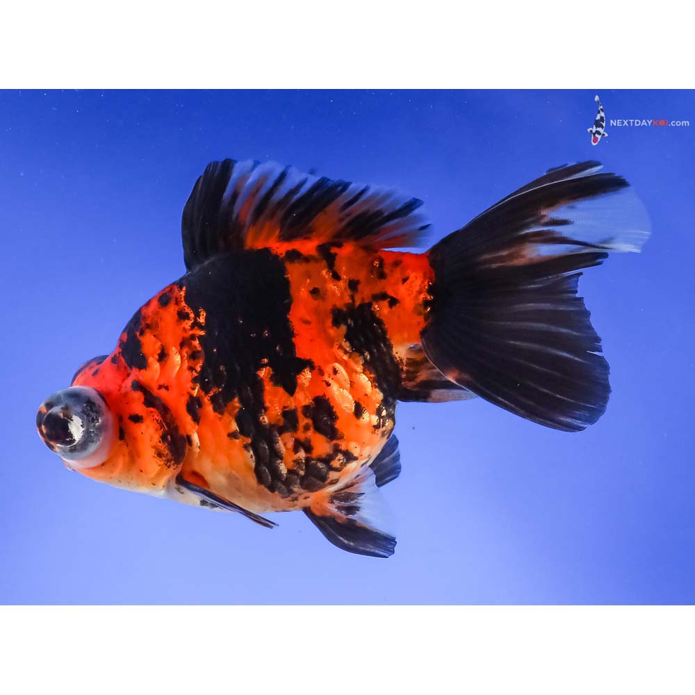 5” Imported Calico Telescope Fantail