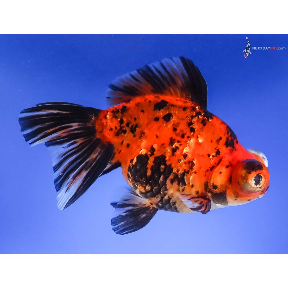 5” Imported Calico Telescope Fantail