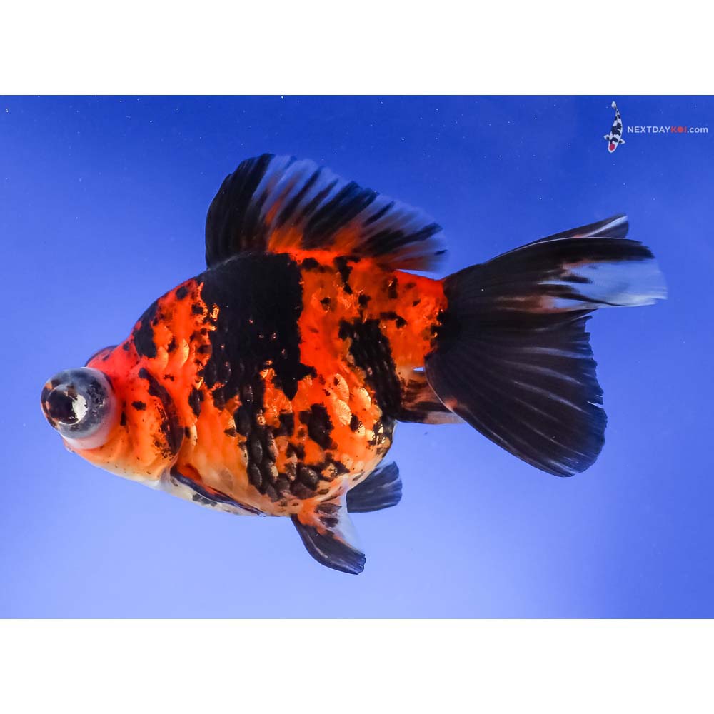 5” Imported Calico Telescope Fantail
