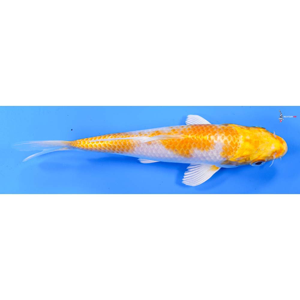 6.5” Imported Lemon Hariwake