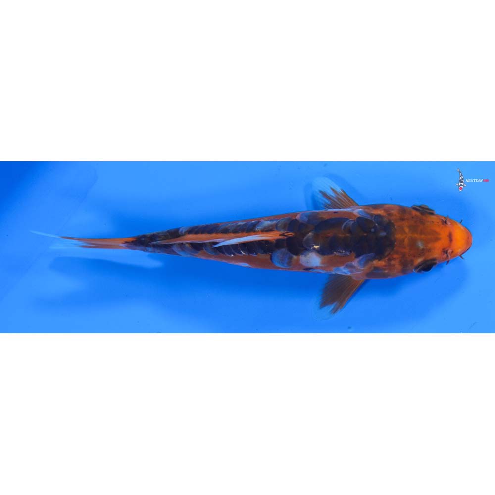 6.5” Imported Shusui