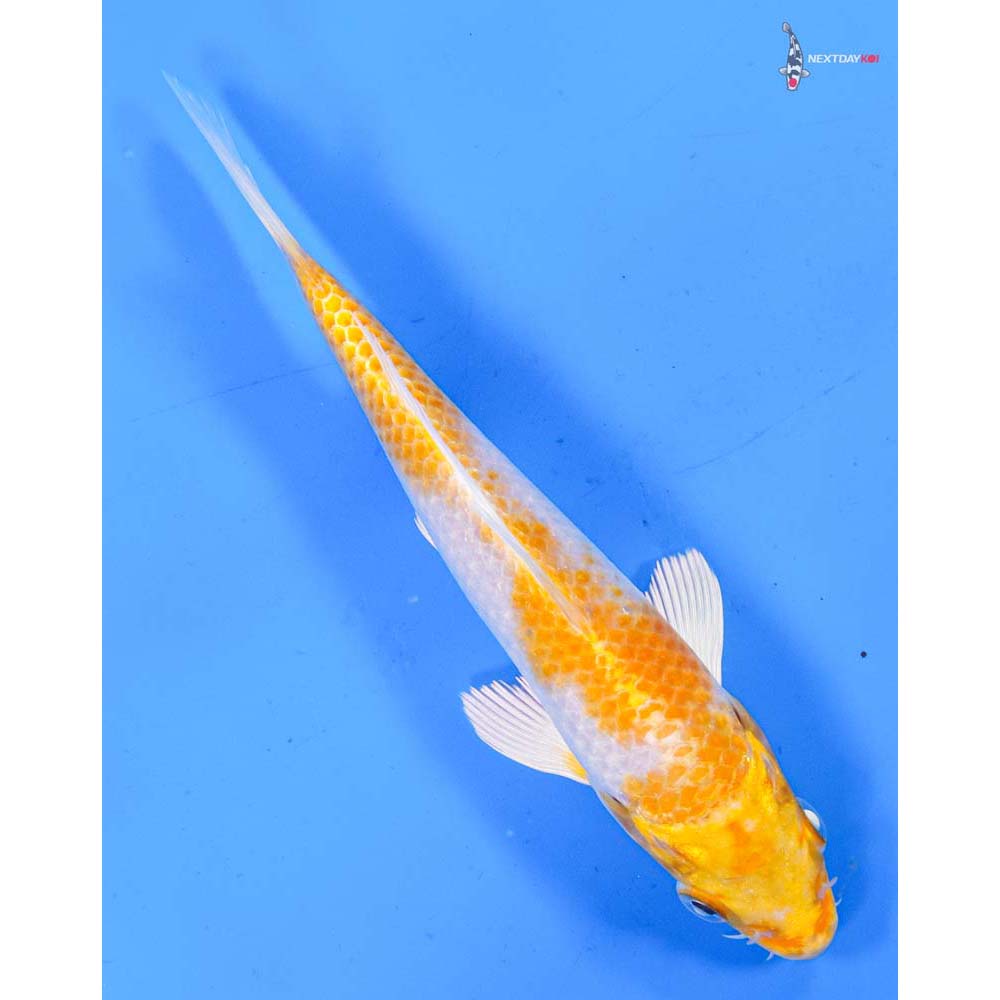 6.5” Imported Lemon Hariwake