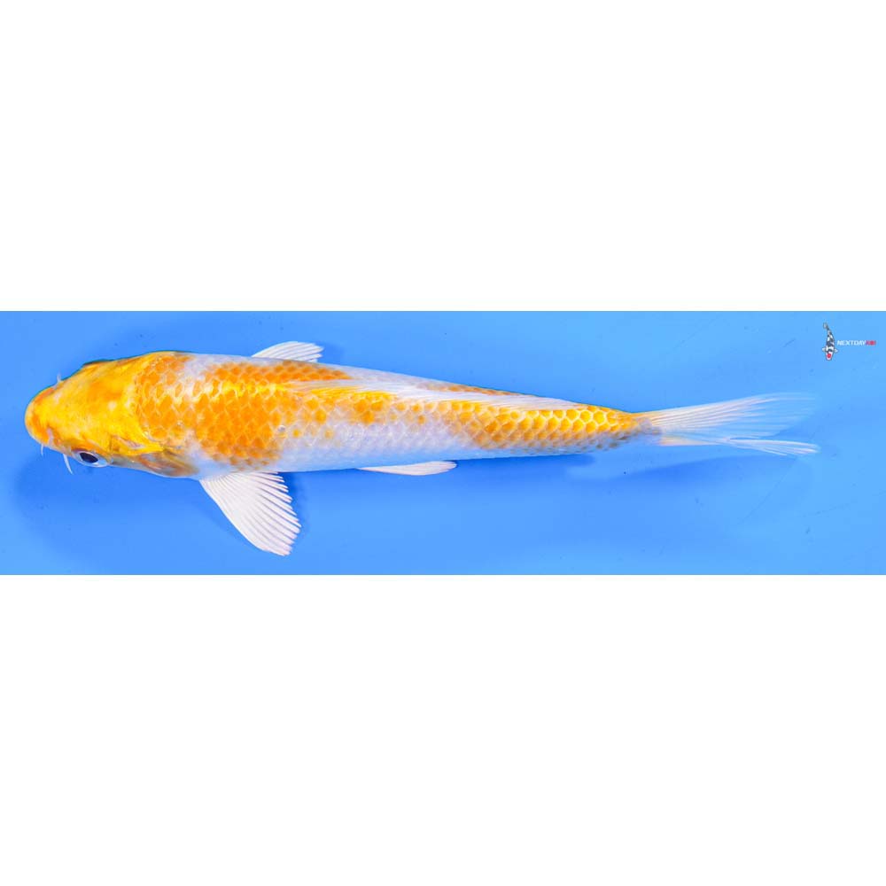 6.5” Imported Lemon Hariwake