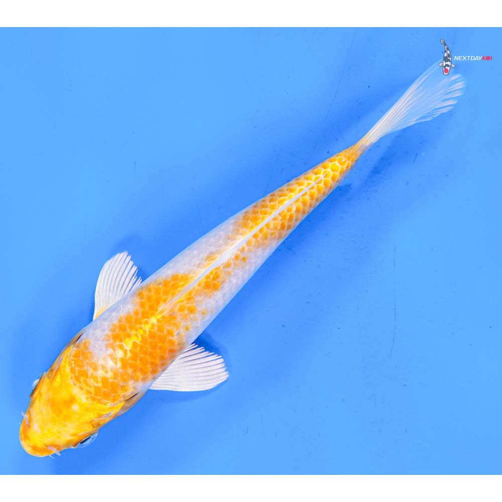 6.5” Imported Lemon Hariwake
