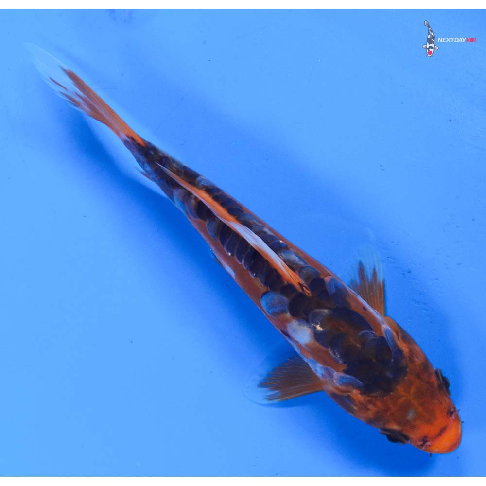 6.5” Imported Shusui