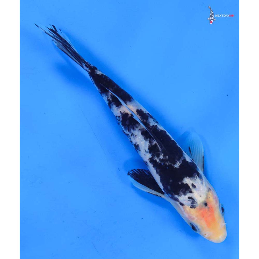 7” Imported Shiro Bekko