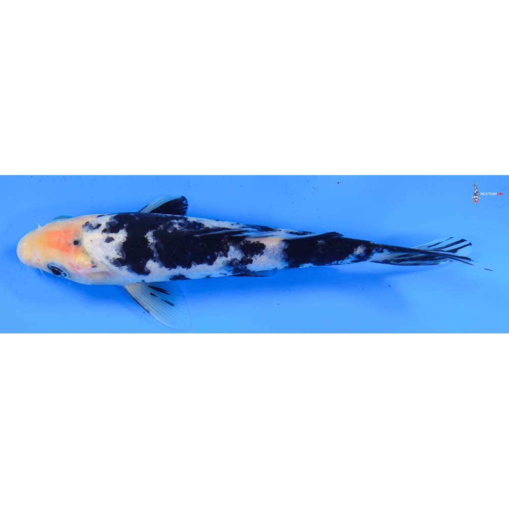 7” Imported Shiro Bekko