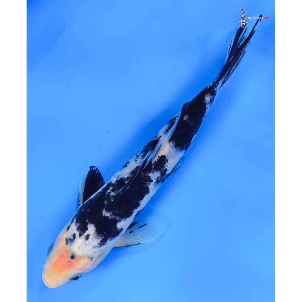7” Imported Shiro Bekko