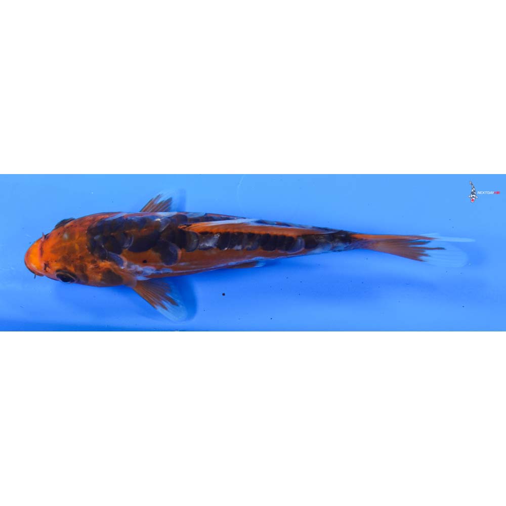 6.5” Imported Shusui
