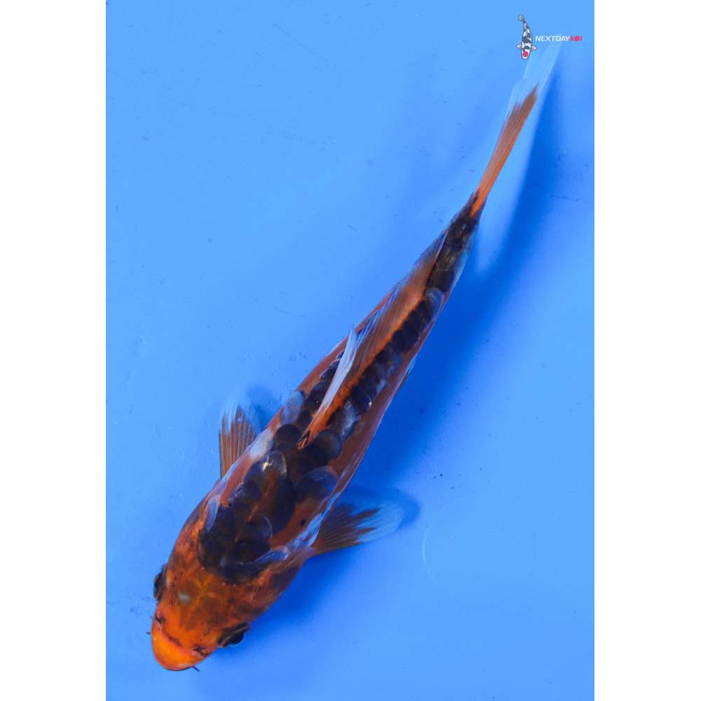 6.5” Imported Shusui