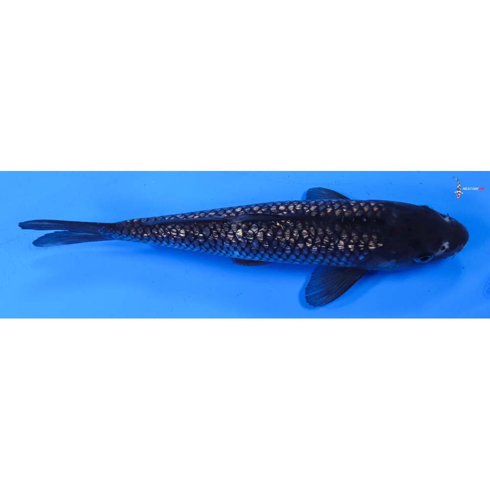 8” Imported Gin Rin Soragoi
