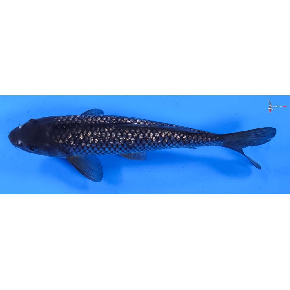 8” Imported Gin Rin Soragoi