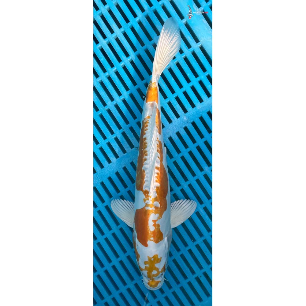 12-14” Imported Doitsu Lemon Hariwake