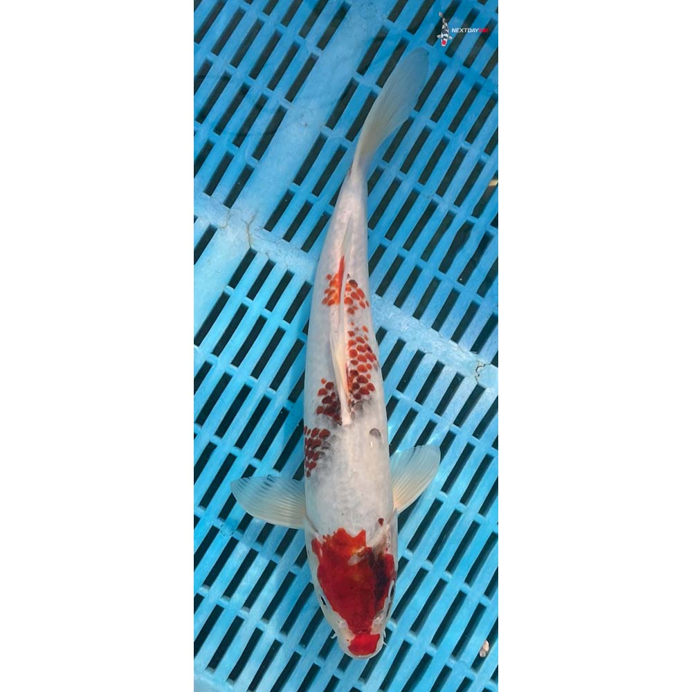 12-14” Imported Goromo