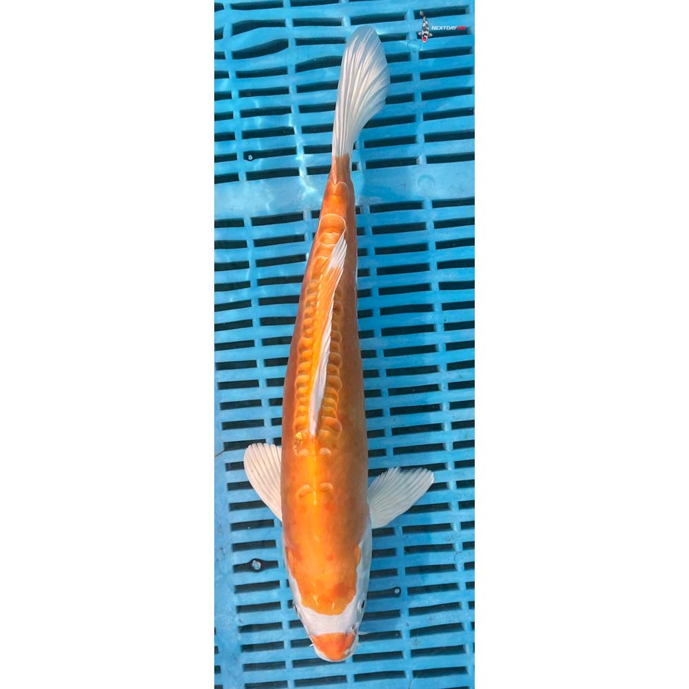 12-14” Imported Kikusui