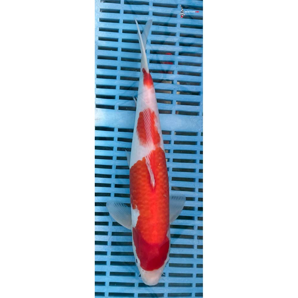 12-14” Imported Kohaku