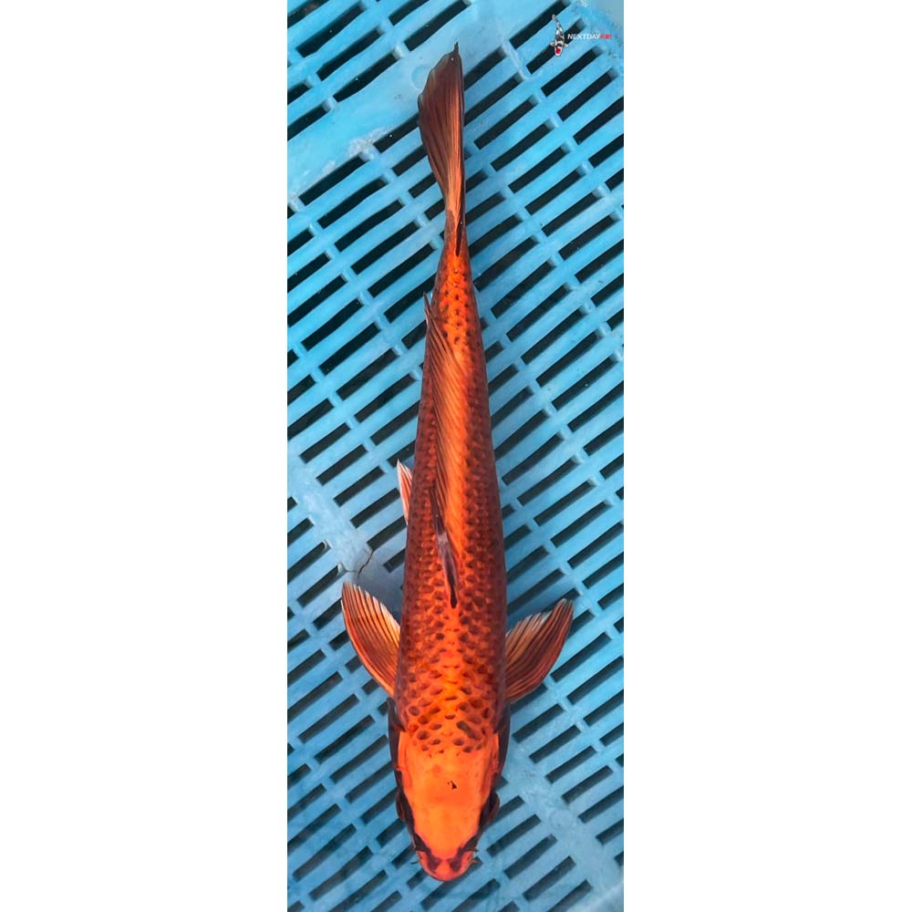 12-14” Imported Orenji Matsuba