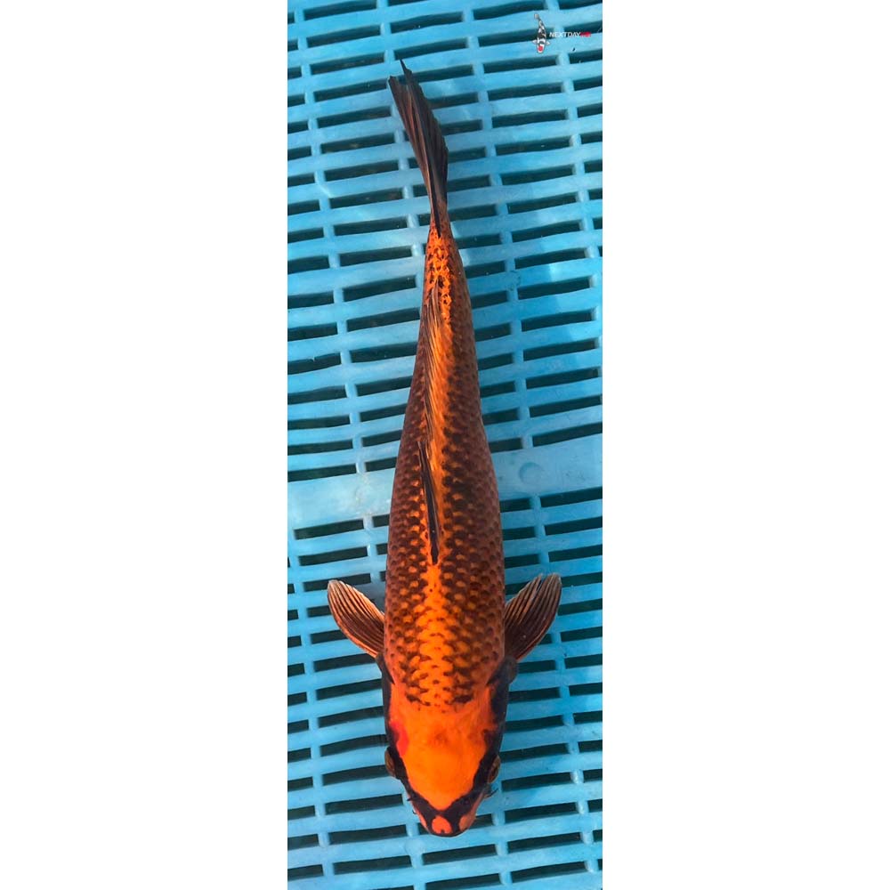 12-14” Imported Orenji Matsuba