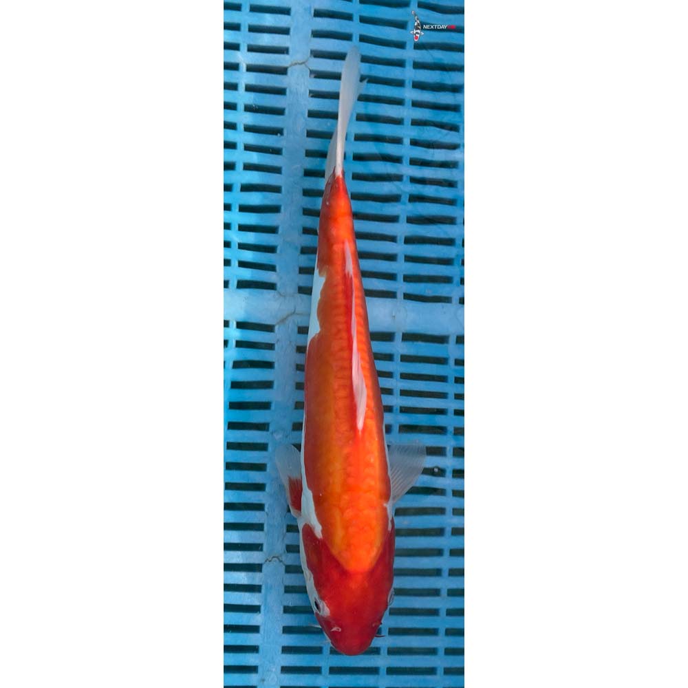 12-14” Imported Doitsu Kohaku