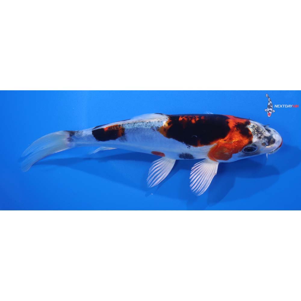 7” Imported Heisei Nishiki
