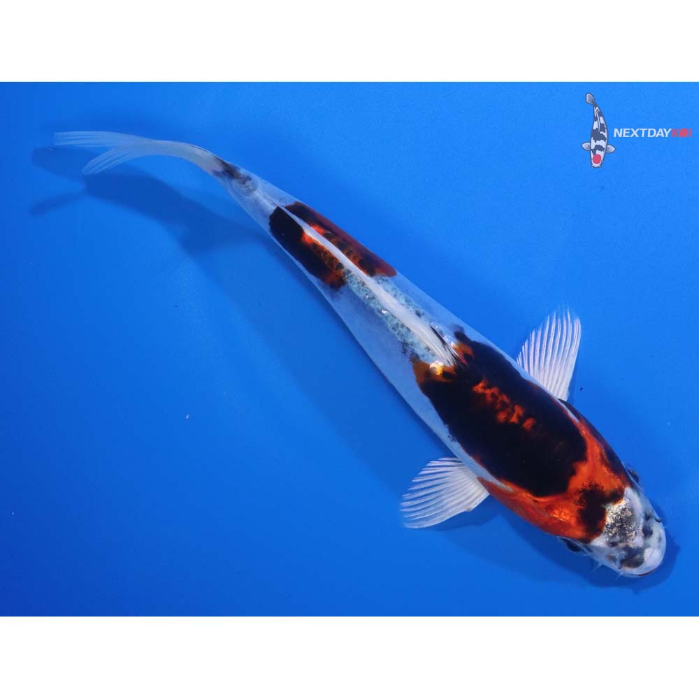 7” Imported Heisei Nishiki