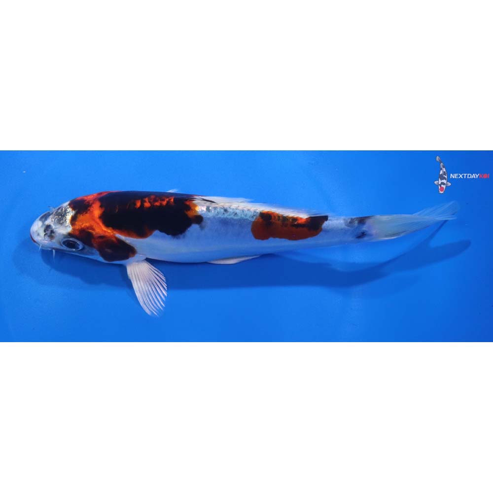 7” Imported Heisei Nishiki