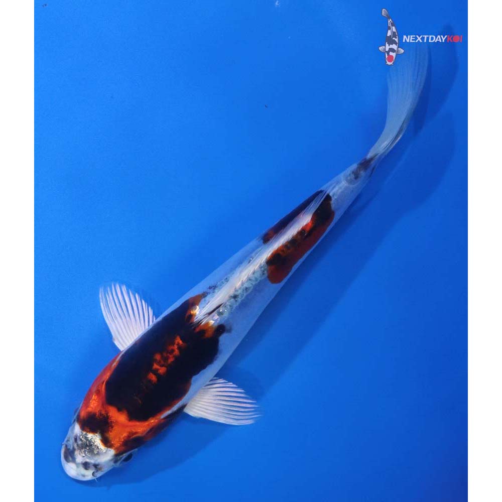 7” Imported Heisei Nishiki