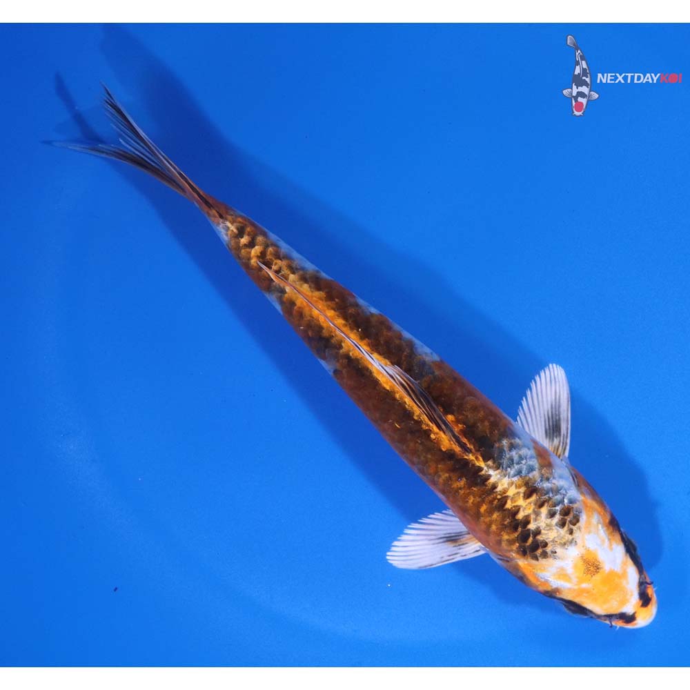 6” Imported Kujaku