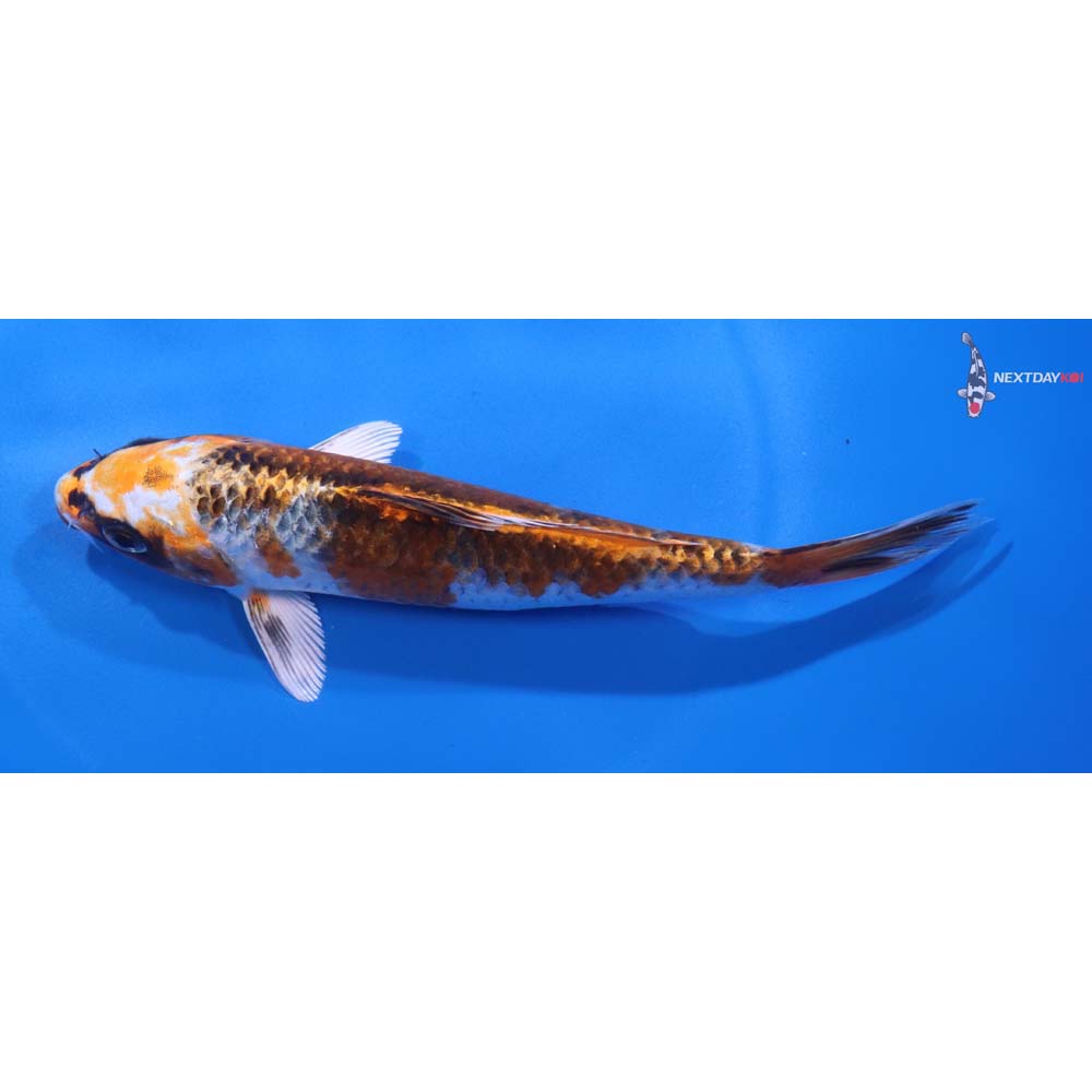 6” Imported Kujaku