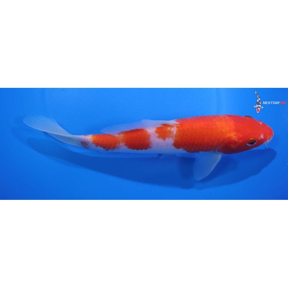 7.5” Imported Kohaku