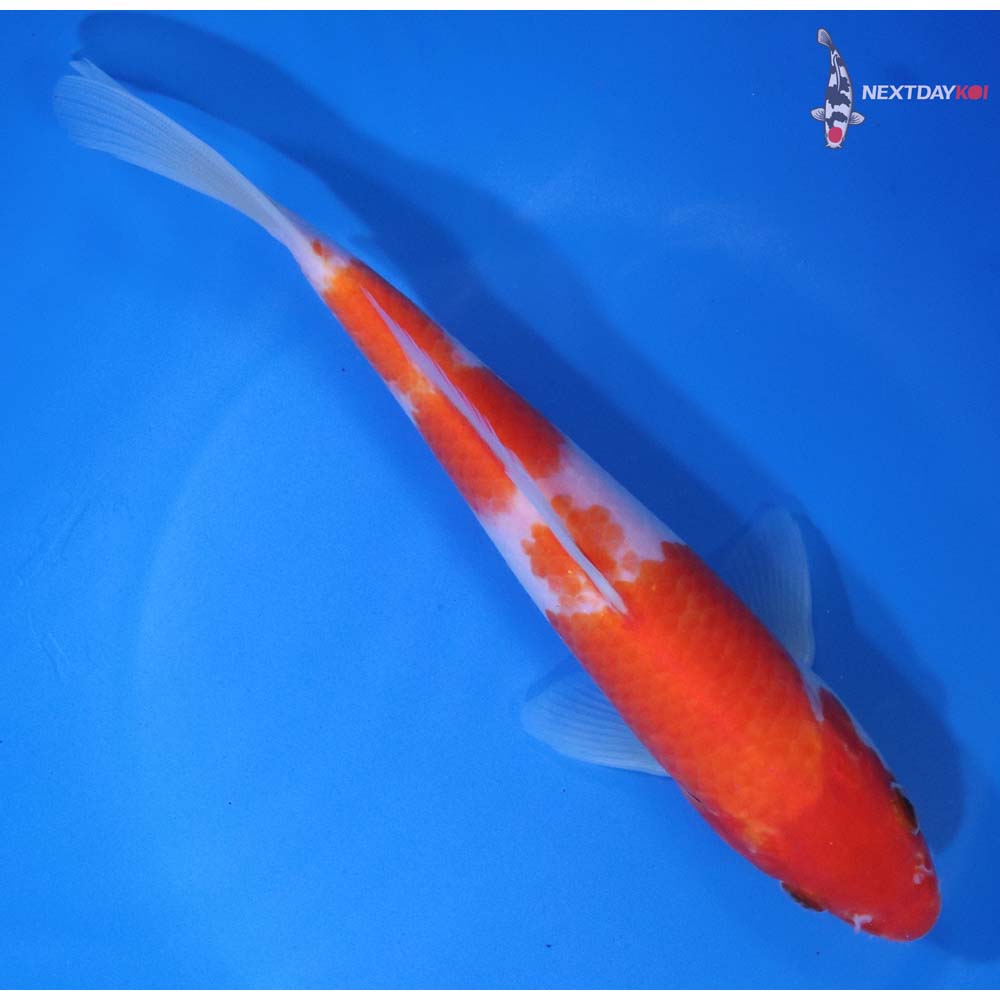 7.5” Imported Kohaku