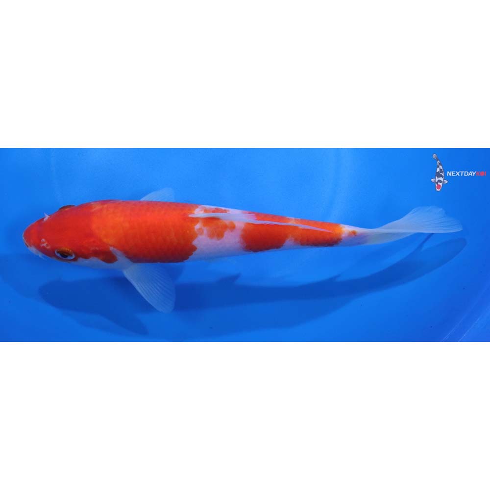 7.5” Imported Kohaku
