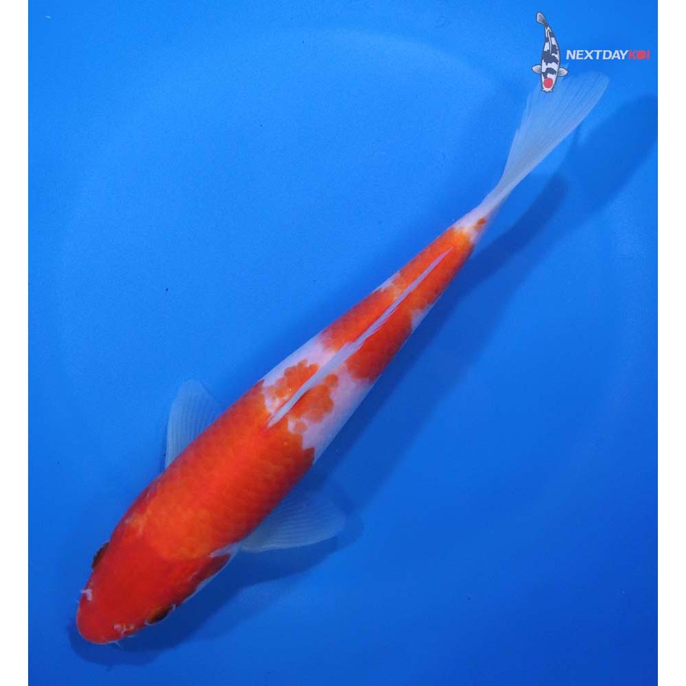 7.5” Imported Kohaku